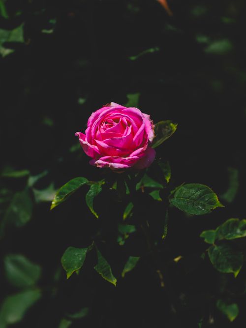Free Close-up of a vibrant pink rose blooming in a sunny garden, perfect for floral and botanical themes. Stock Photo
