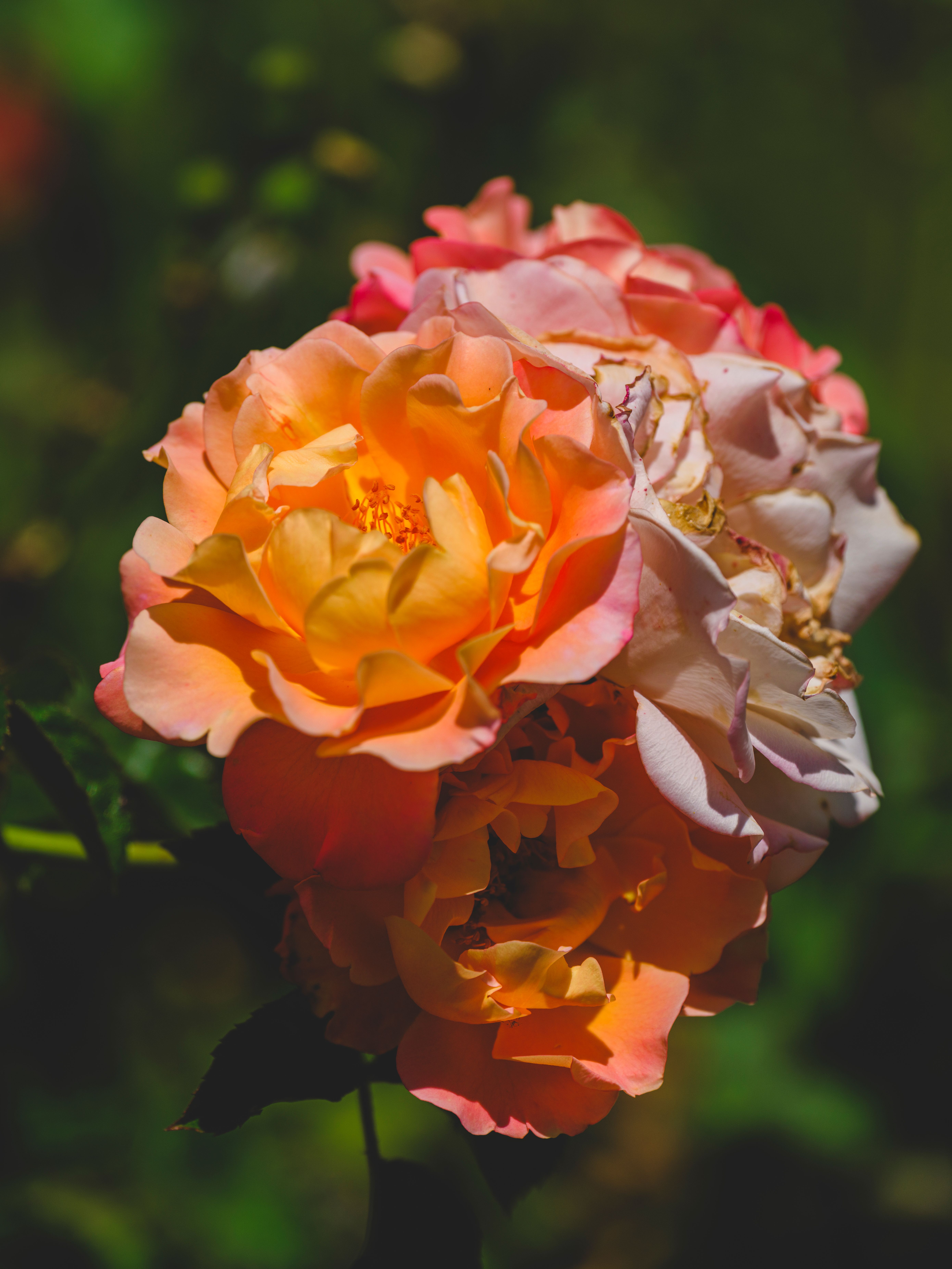 Close-Up of Vibrant Orange and Pink Roses · Free Stock Photo