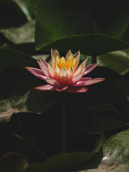 Free Stunning pink water lily with vibrant petals blooming in a serene pond, surrounded by lush green leaves. Stock Photo
