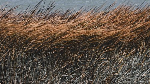 Free Close-up of reed grass swaying softly in the breeze by the water, capturing a tranquil moment in nature. Stock Photo