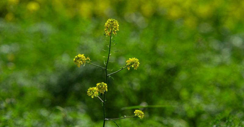 Moutarde plante : bienfaits et utilisations