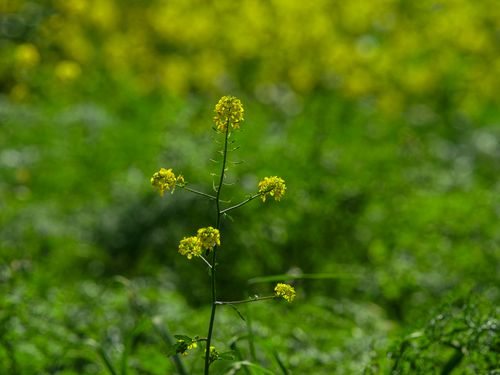 Free Close-up of a blooming mustard flower surrounded by lush green foliage, capturing the essence of spring beauty. Stock Photo