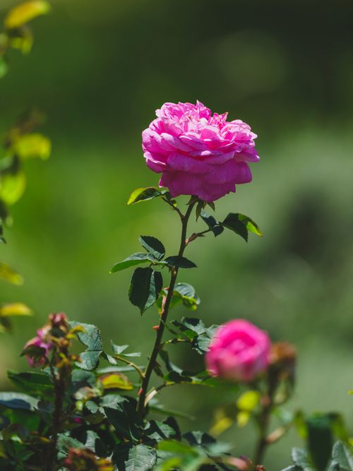 Free Close-up of a vibrant pink rose blooming under the sun in a lush garden setting. Stock Photo
