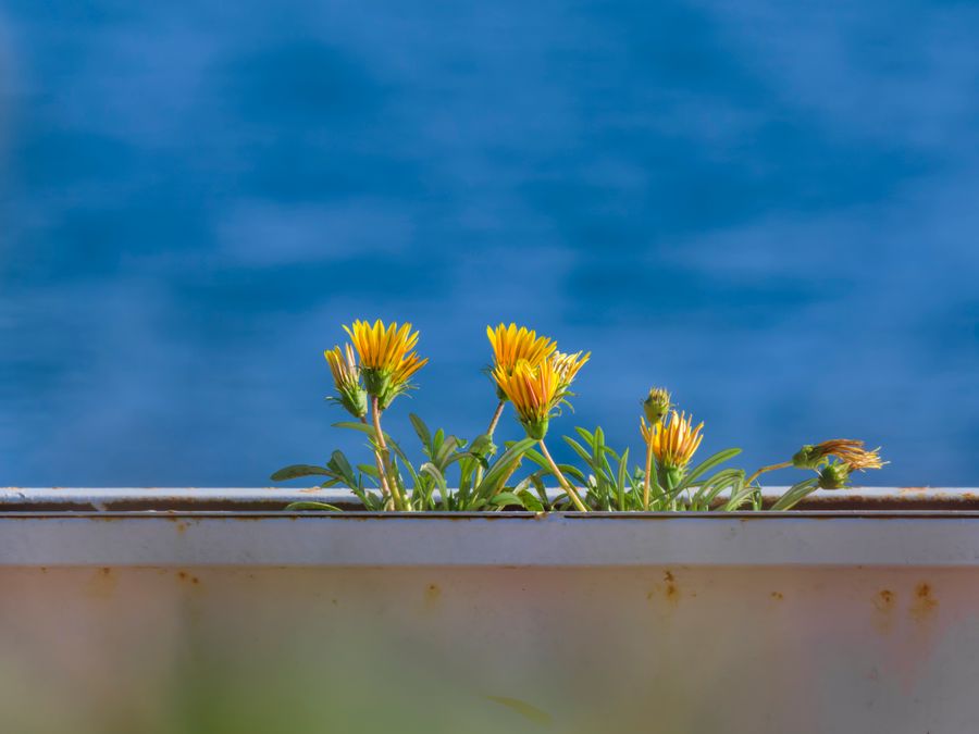 Imagen de Plantas resistentes a la salinidad para jardines costeros