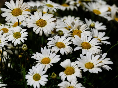 Free Close-up of white daisy flowers with yellow centers in a blooming garden setting. Stock Photo