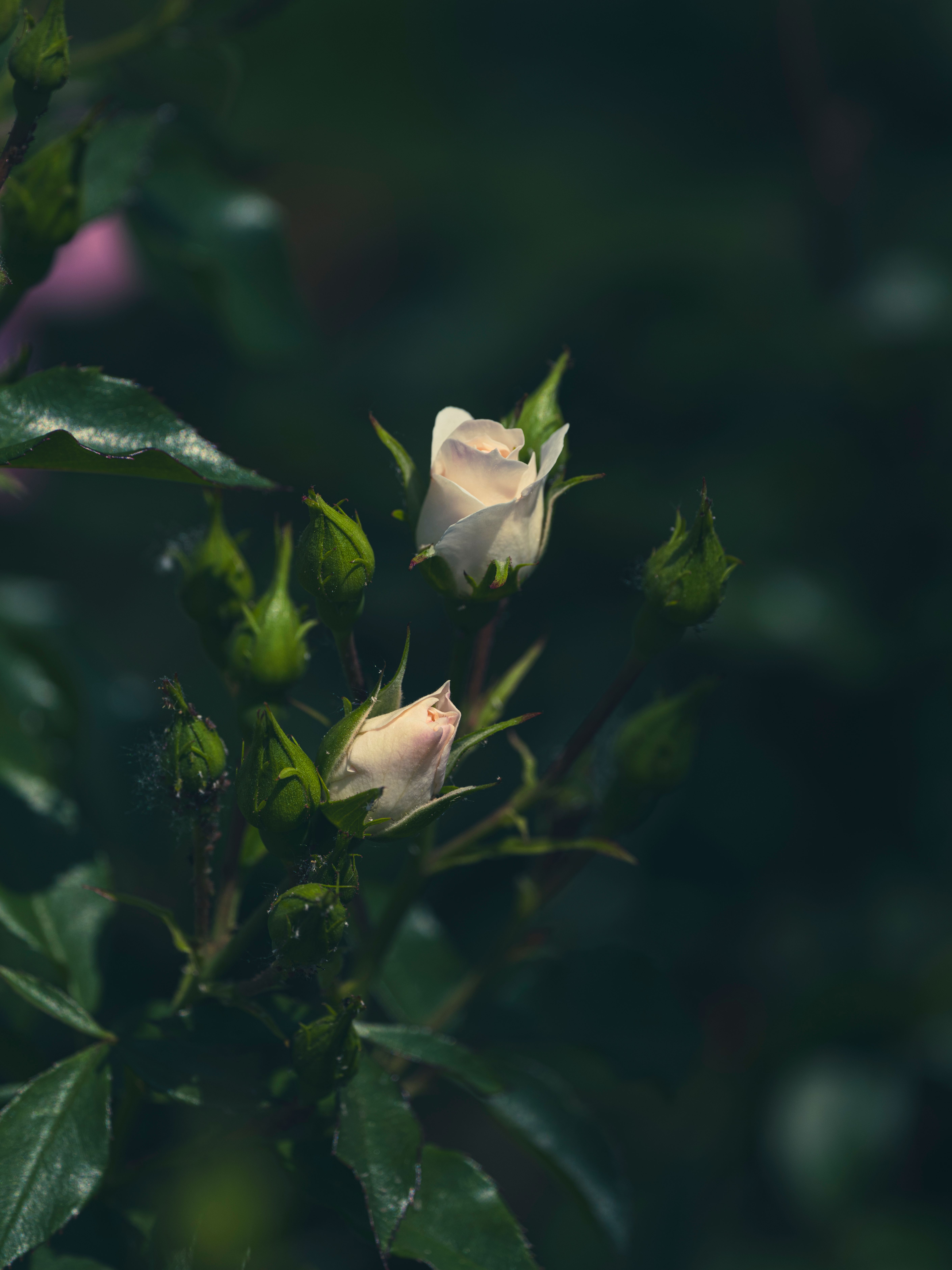Elegant White Rose Bud in Dark Garden Setting · Free Stock Photo