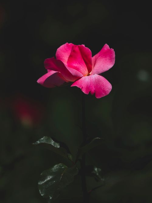 Free Close-up of a vibrant pink rose bloom against a dark, moody background, showcasing its delicate petals. Stock Photo