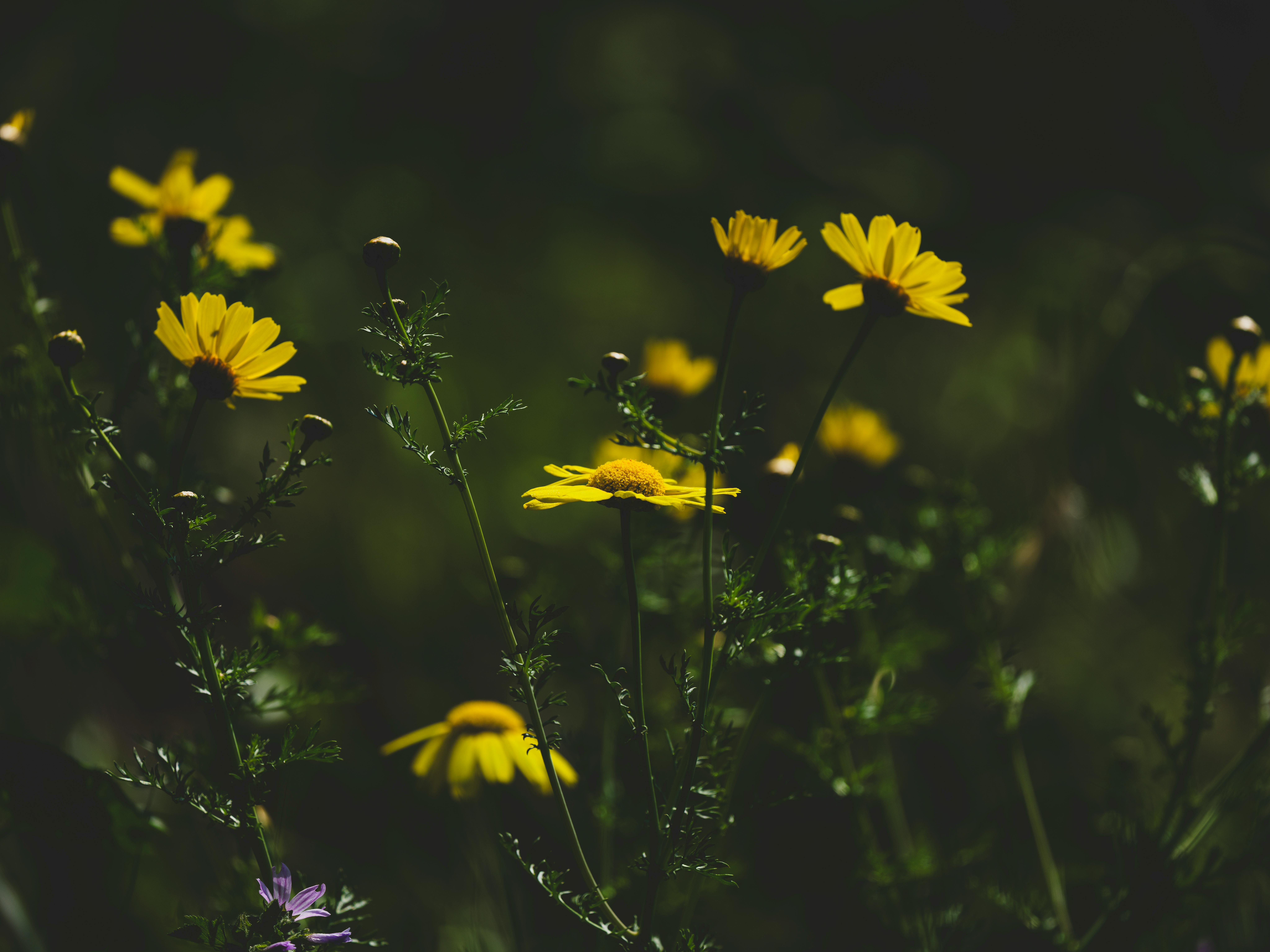 Vibrant Yellow Daisies in Natural Spring Setting · Free Stock Photo