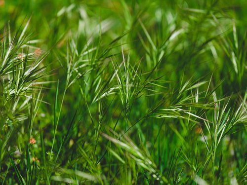 Free Vibrant green grass blades under the sun, depicting a serene natural meadow scene. Stock Photo