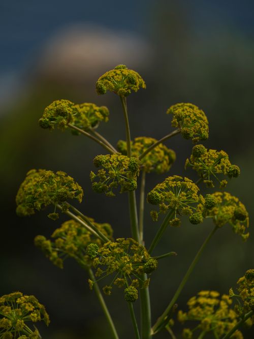 Free A detailed shot of yellow wildflowers with umbrella-like clusters under natural light. Stock Photo