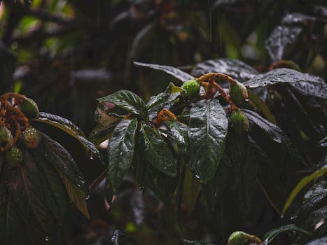 Close-up of loquat leaves with green fruits in a forest during a rain shower, highlighting natural beauty.