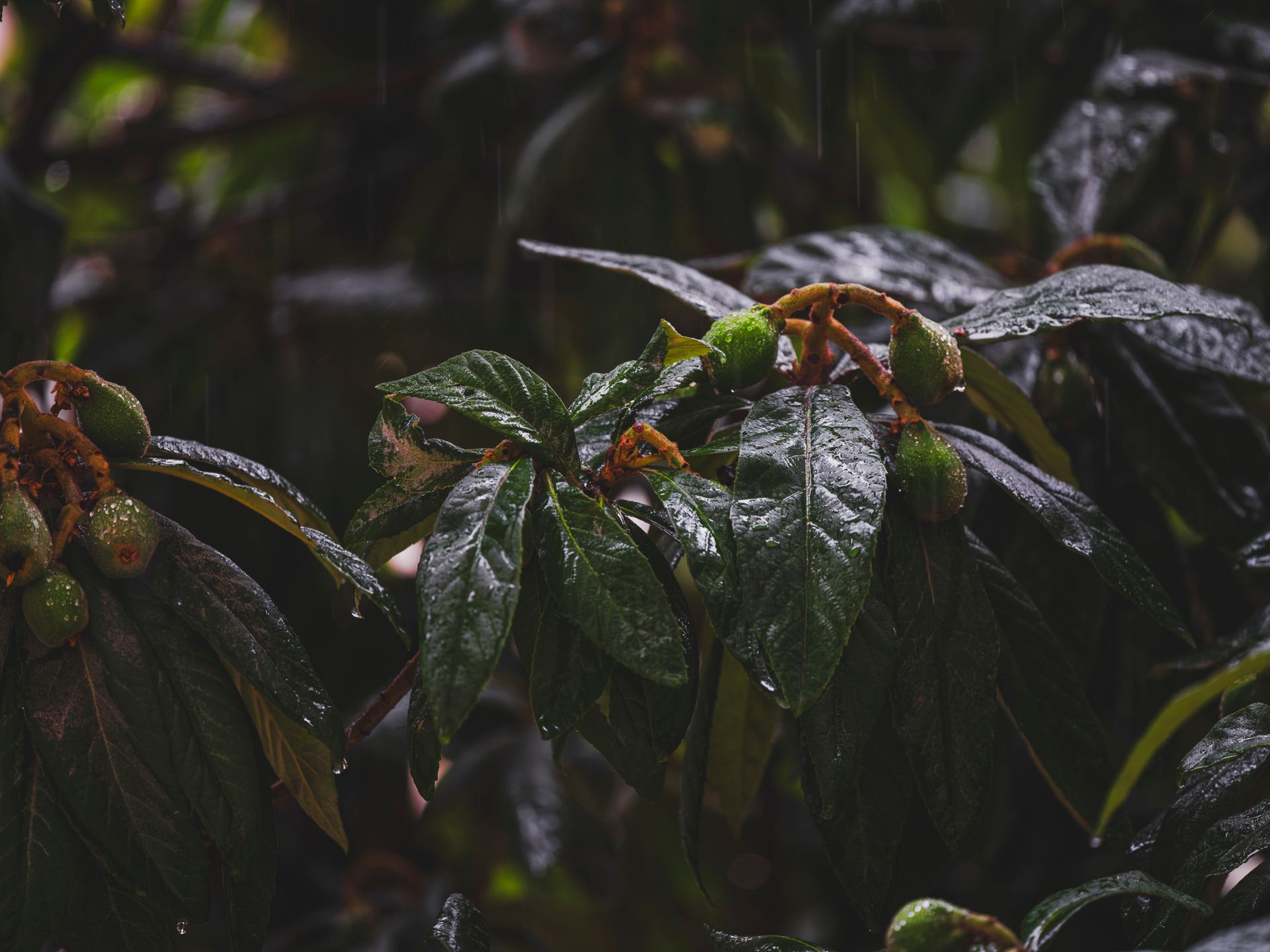 Close-up of loquat leaves with green fruits in a forest during a rain shower, highlighting natural beauty.