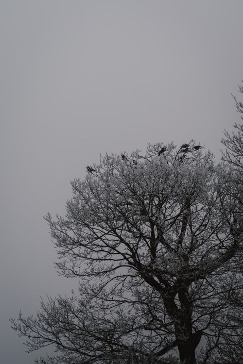 Free A frosty tree with birds perched on branches against a gray winter sky. Stock Photo