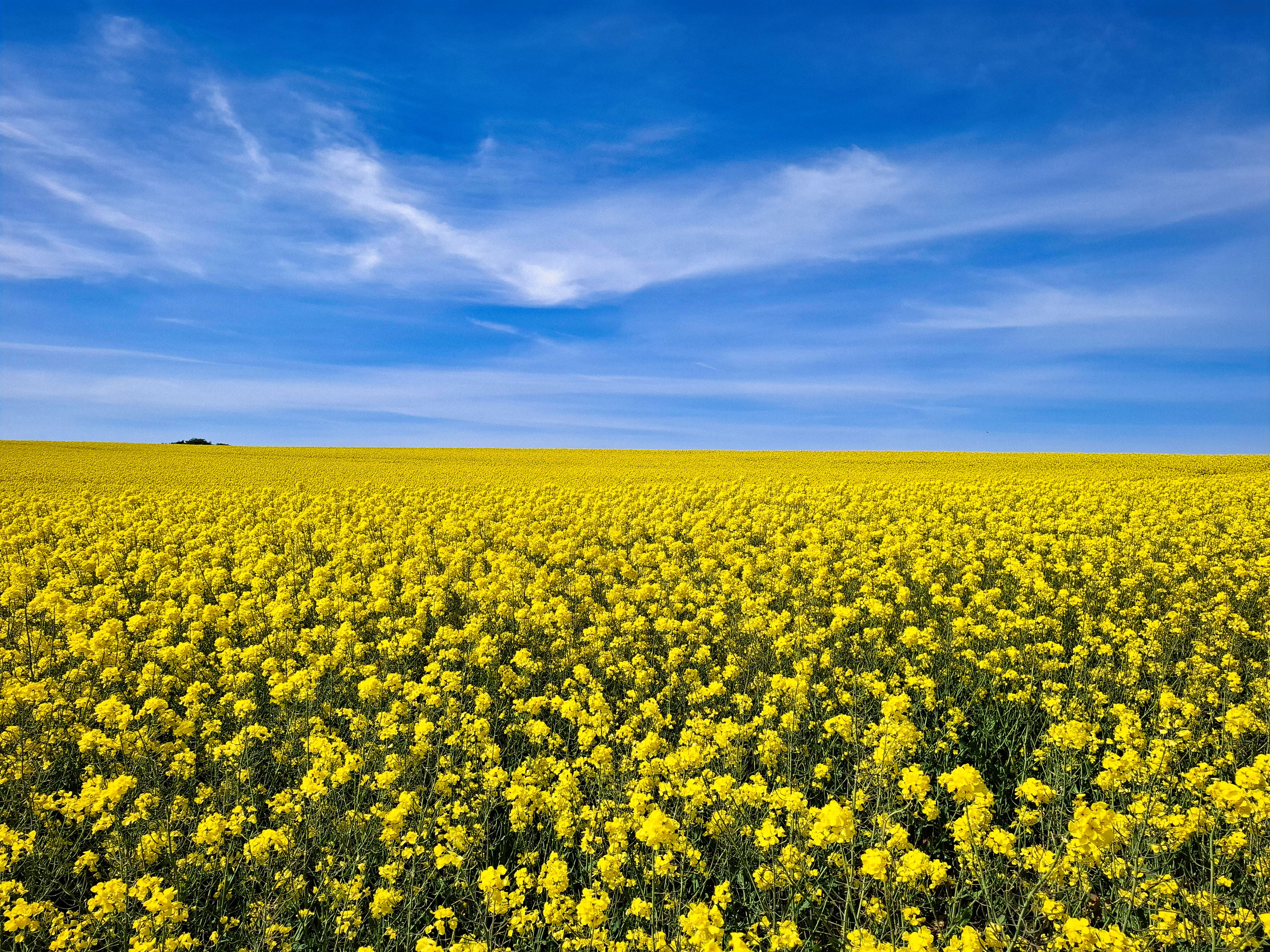 Flower Field Spring Photos, Download The BEST Free Flower Field Spring ...