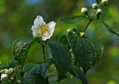 Free Close-up of a white mock orange (Philadelphus coronarius) flower with dew drops. Stock Photo