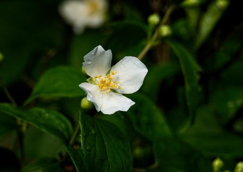 Free Close-up of a white Philadelphus flower in a leafy garden setting, Salzgitter, Germany. Stock Photo
