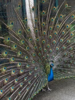 peacock photo