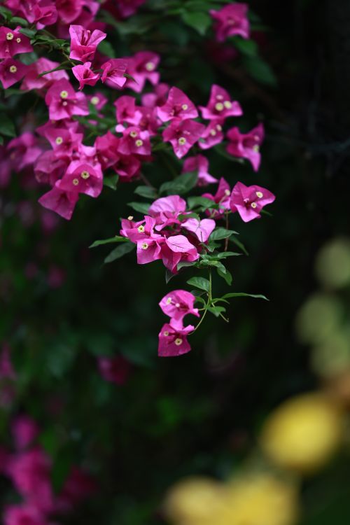 Free Close-up of vibrant pink bougainvillea flowers with lush green leaves. Stock Photo