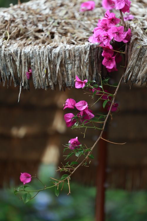 Free Bright pink bougainvillea flowers drape over a rustic straw umbrella, creating a vivid natural scene. Stock Photo