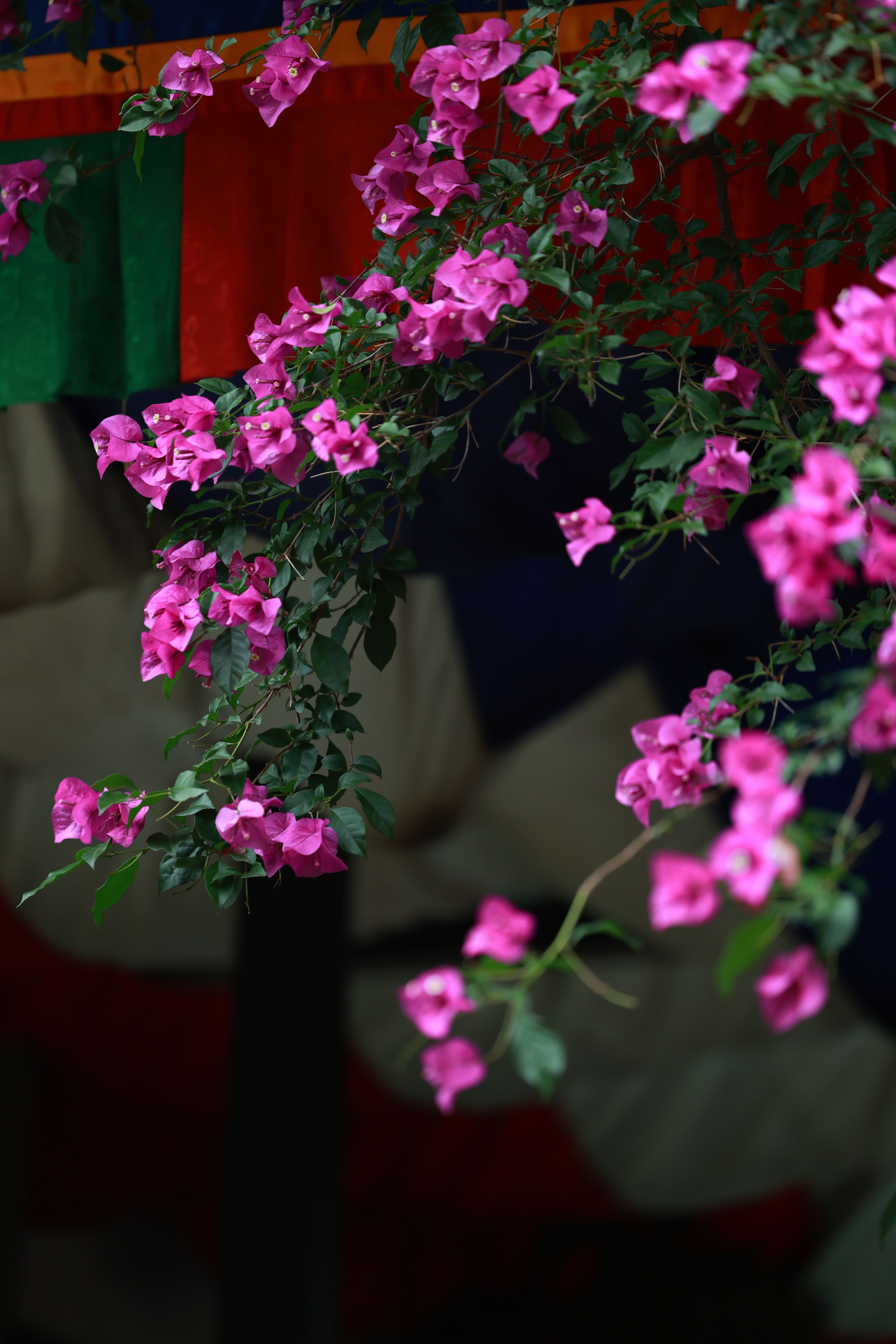 [ColoSach]-close-up-of-vivid-pink-bougainvillea-flowers-with-a-dark,-colorful-background.