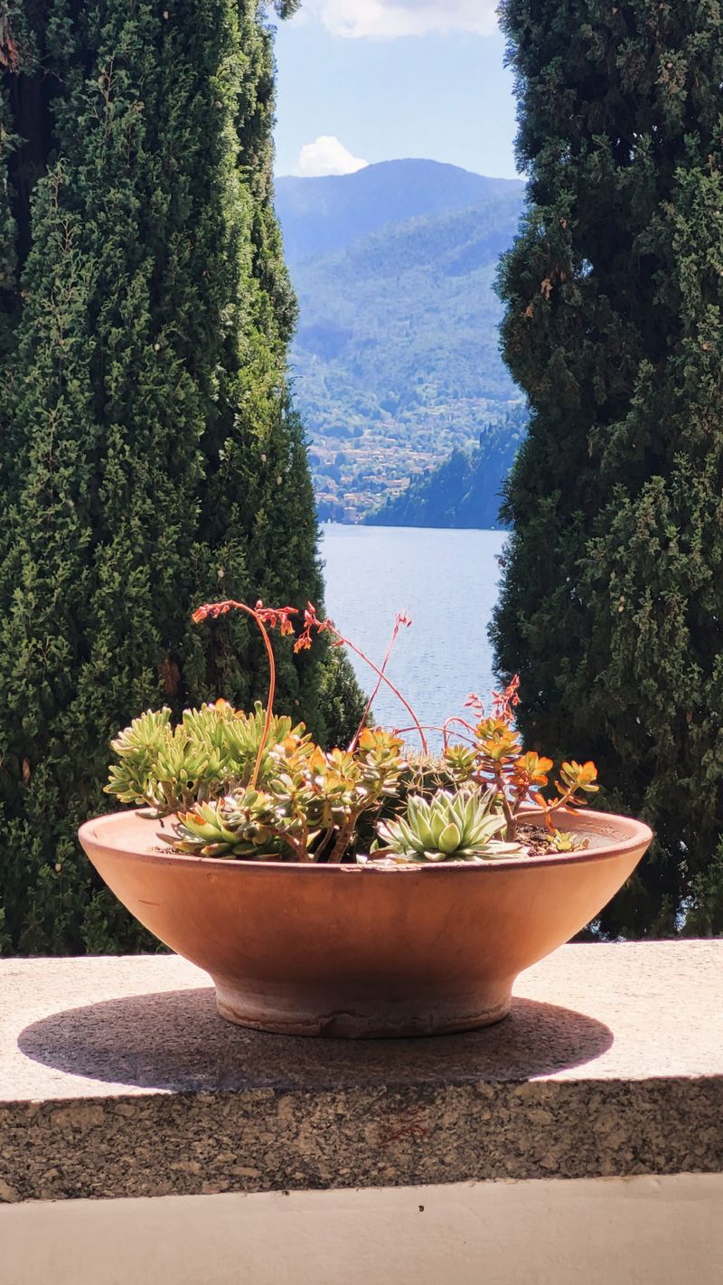 Potted flowering plants arranged on steps