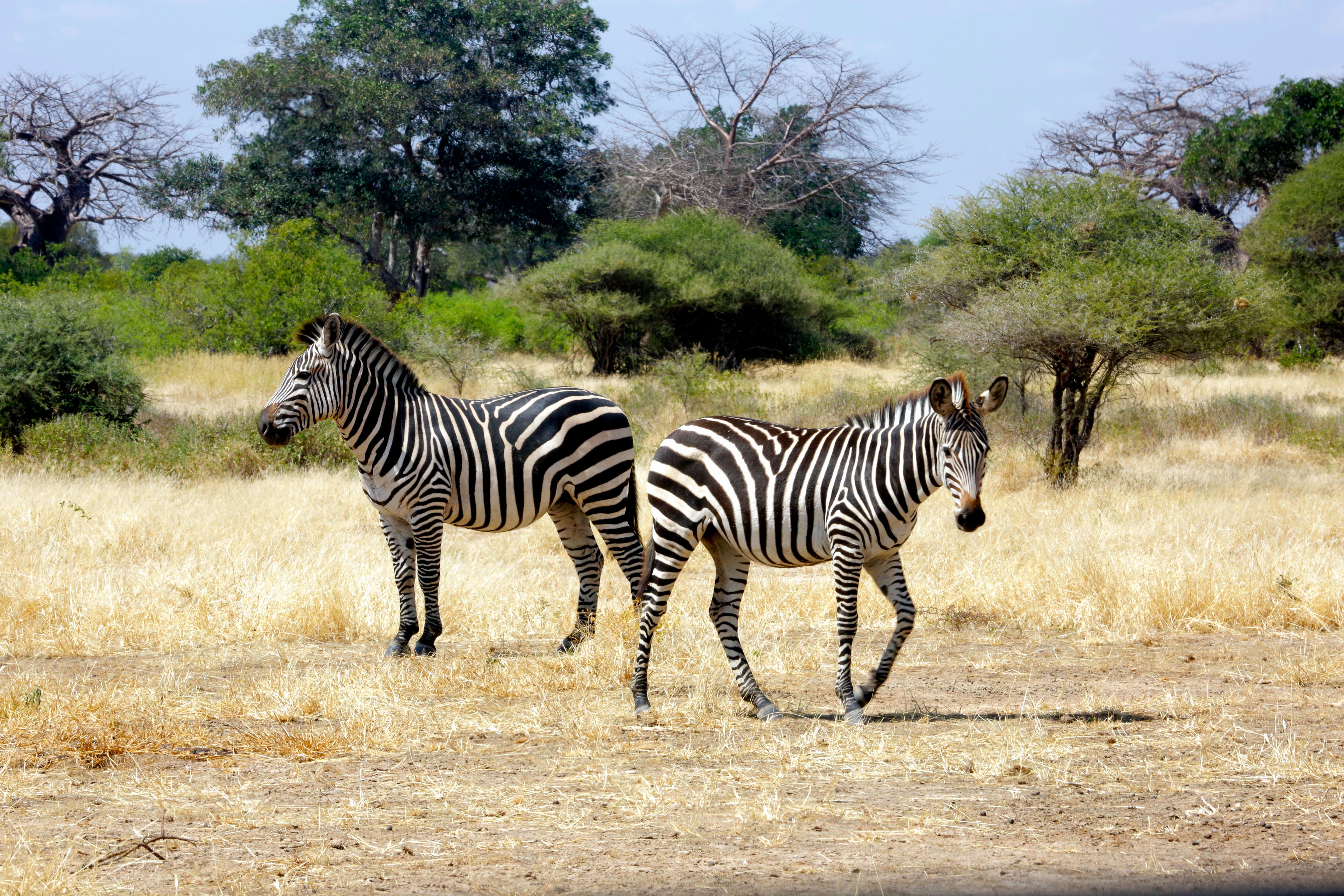 Two zebras roaming in the scenic grasslands of Iringa, Tanzania during daylight.
