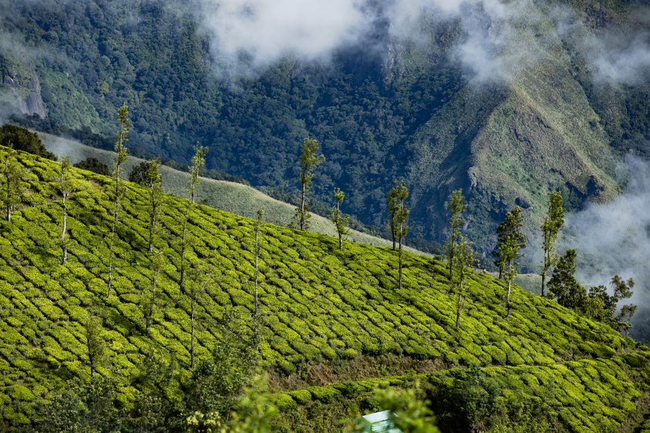 Impacto del cambio climático en el café de especialidad