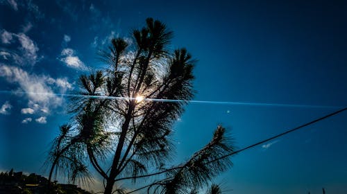 Бесплатное стоковое фото с дерево, луч, синее небо