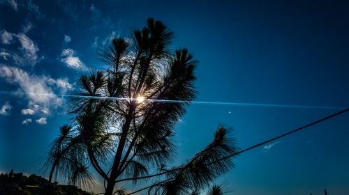 Free stock photo of bluesky, sunray, tree Stock Photo