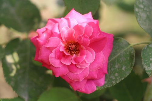 Free Close-up of a vibrant pink rose in full bloom with lush green leaves, showcasing natural beauty. Stock Photo