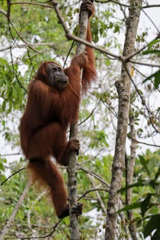 Majestic Sumatran orangutan climbing a tree in lush Indonesian rainforest.