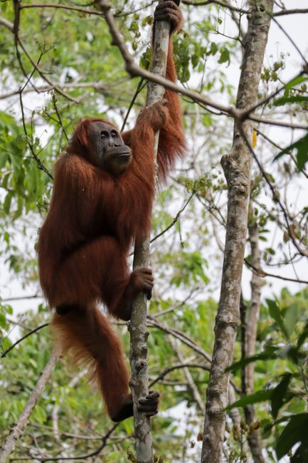 Majestic Sumatran orangutan climbing a tree in lush Indonesian rainforest.