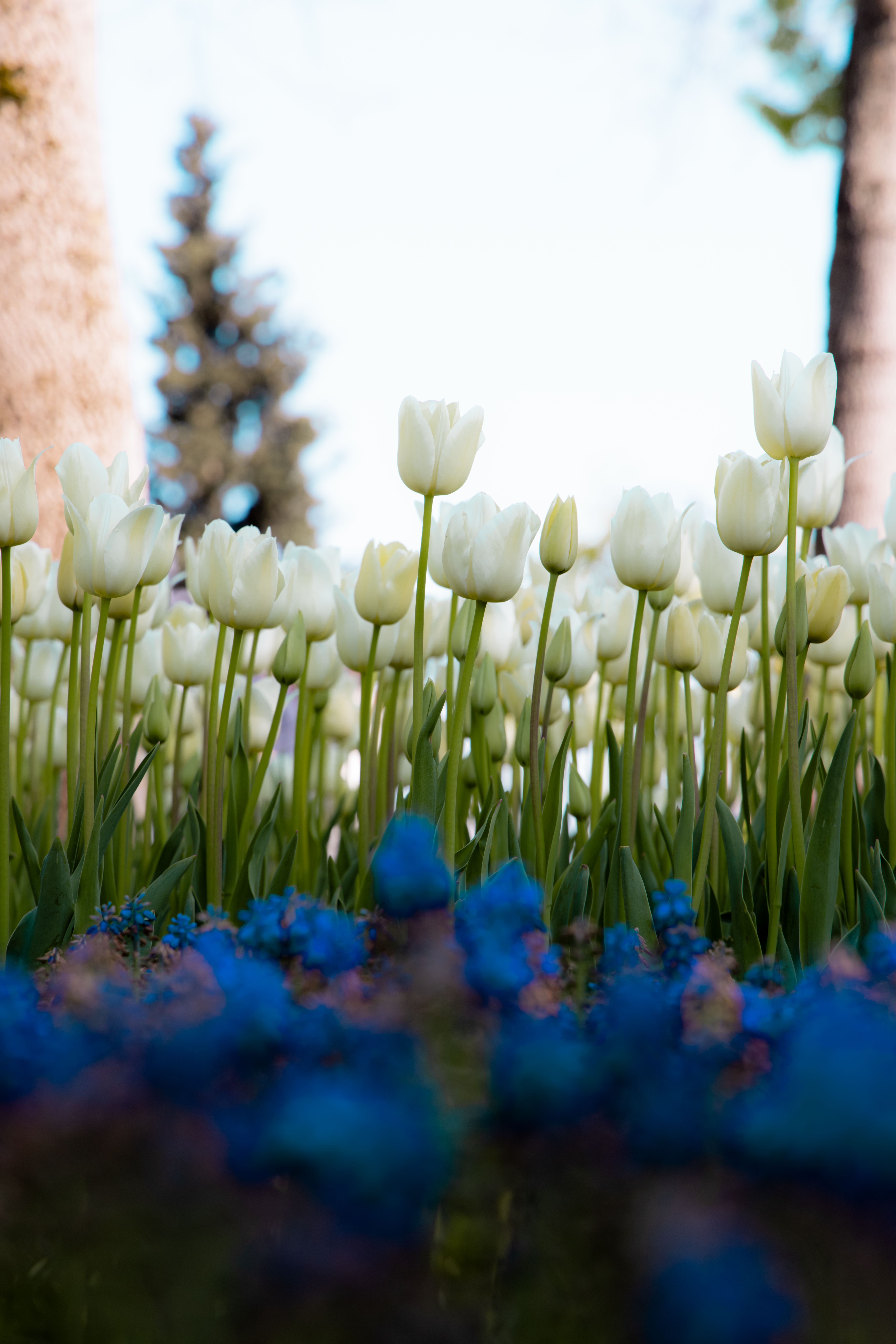 Fotomural Hermosos tulipanes blancos floreciendo bajo el cielo primaveral en Estambul, Turquía.