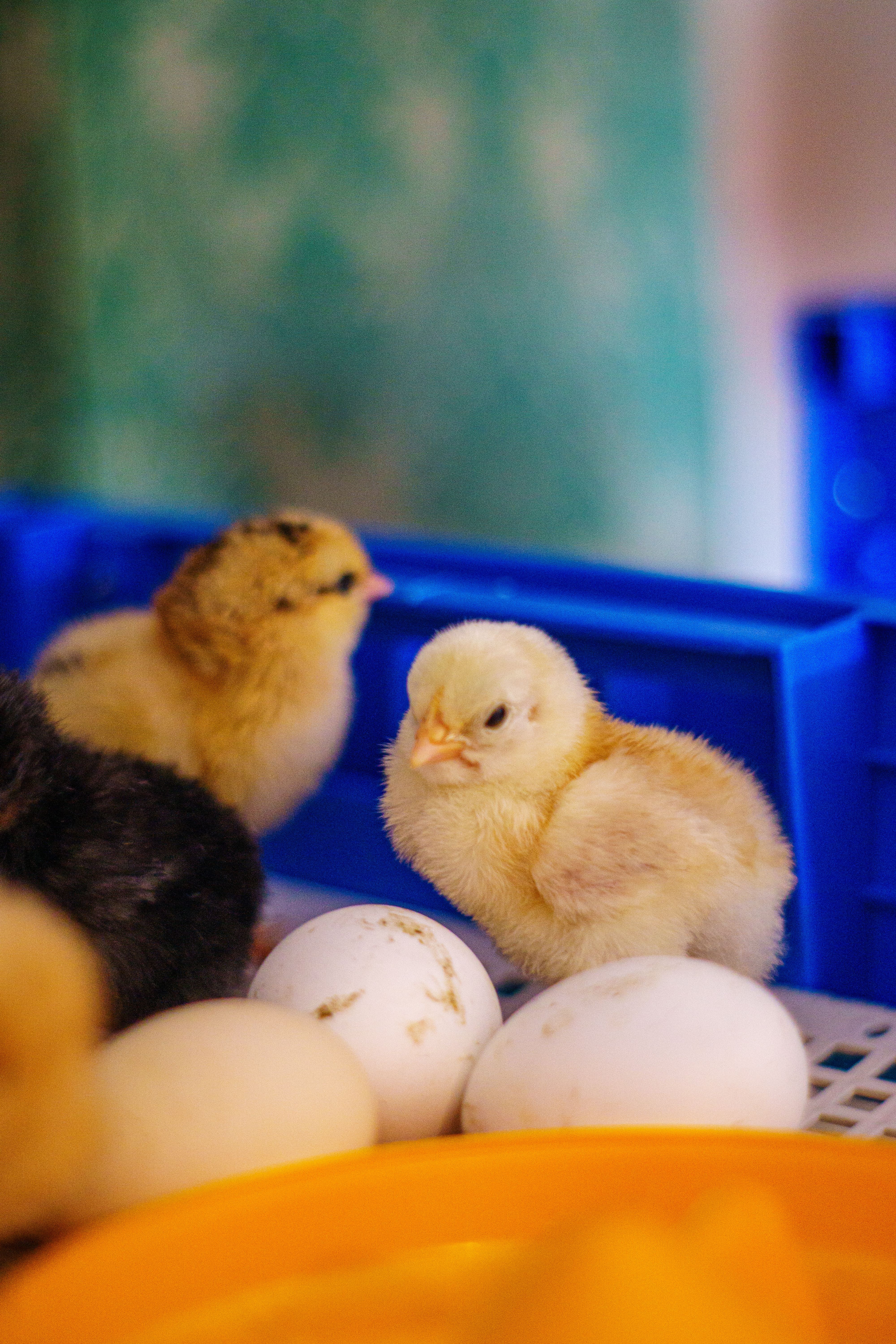 Day-old chicks in a blue hatchery crate