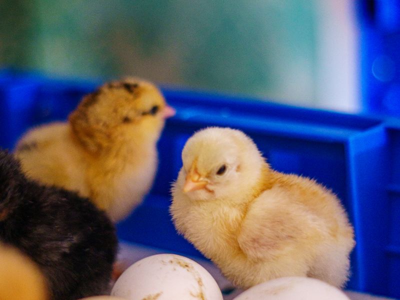 Day-old chicks in a blue hatchery crate