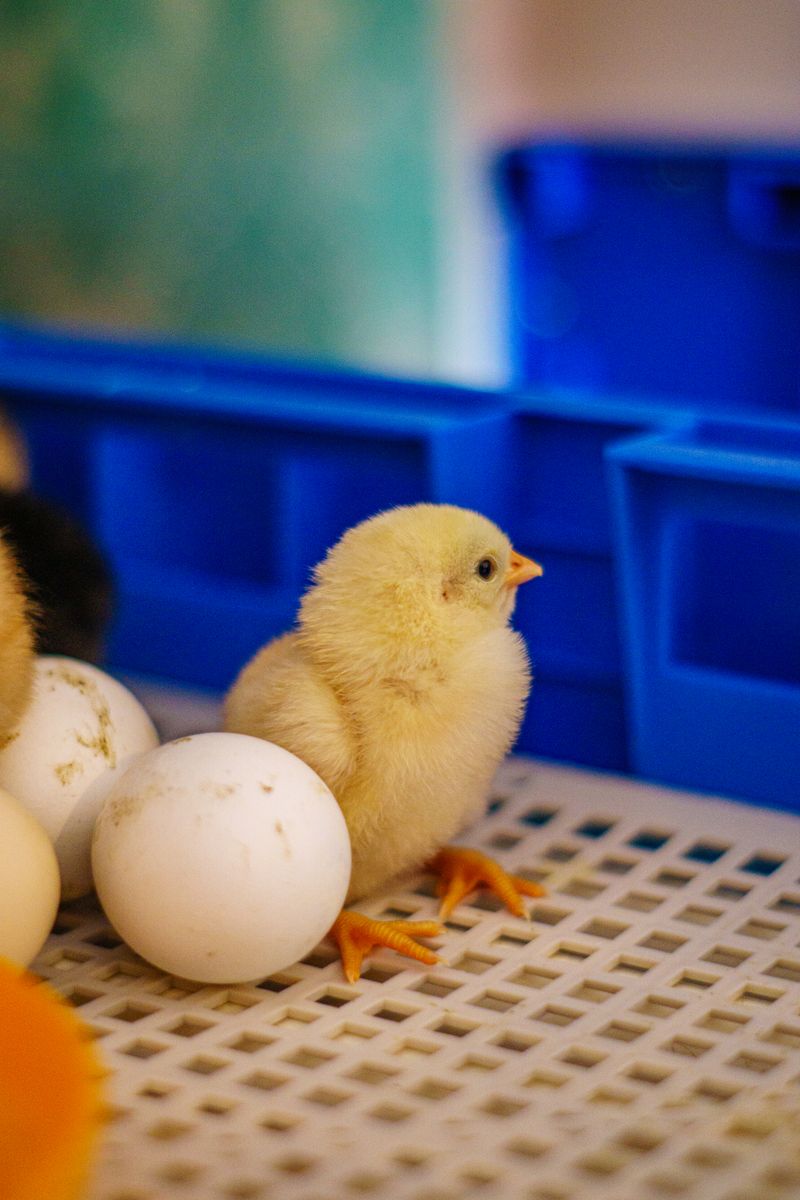Pollito junto a huevos en incubación, fotografía de muestra