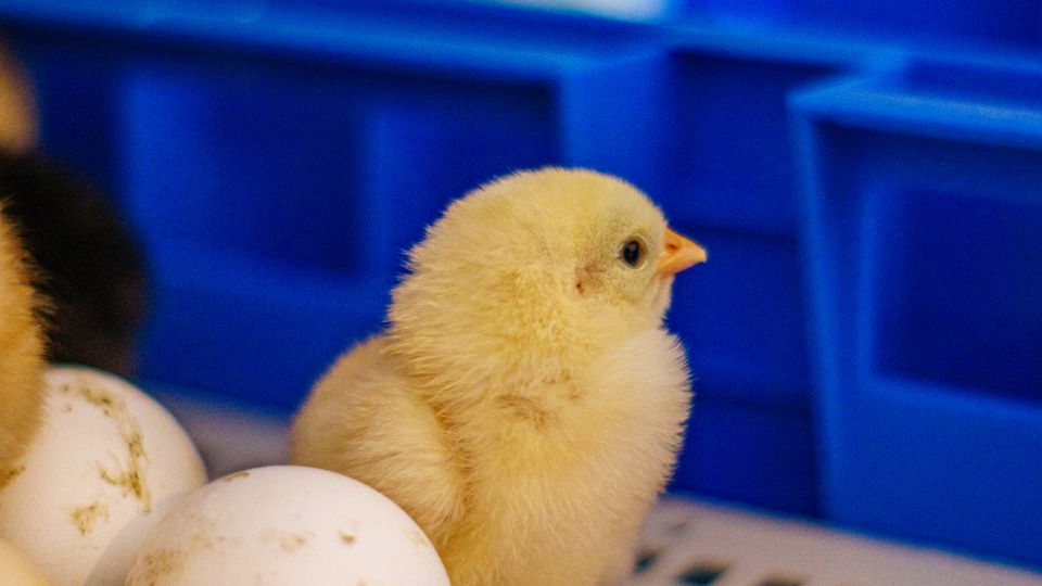 A newly hatched yellow chick beside eggs in a hatcher tray