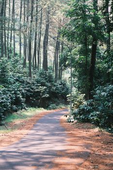 Discover a tranquil forest walkway amidst lush greenery in Bandung, Indonesia.