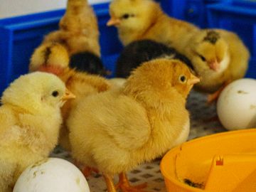 Day-old chicks in a blue hatchery crate