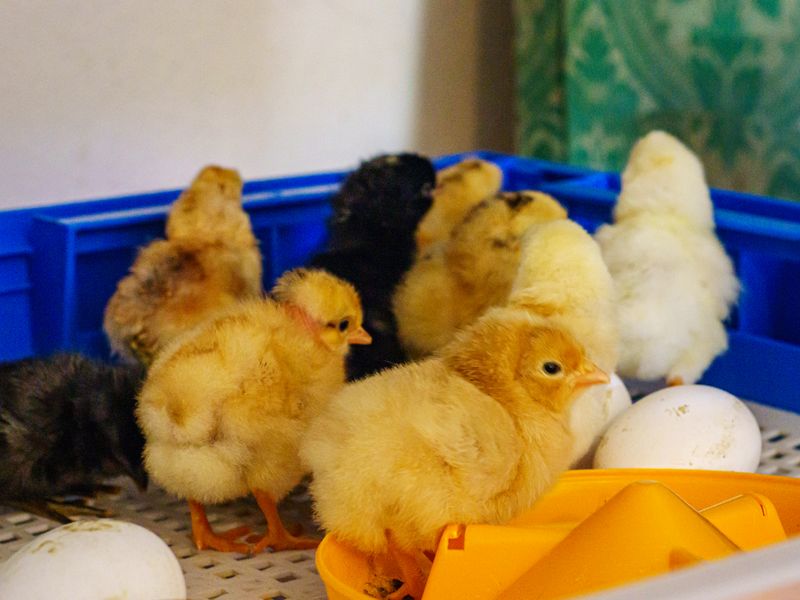 Newly hatched chicks beside eggs in a hatcher tray