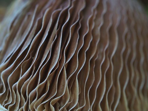 Free Explore the intricate texture of mushroom gills in this close-up image, showcasing natural detail. Stock Photo