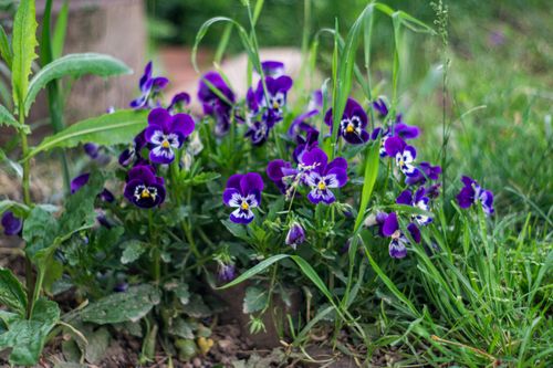 Free Beautiful purple violas thriving in a lush green garden in Ohrid, North Macedonia. Stock Photo