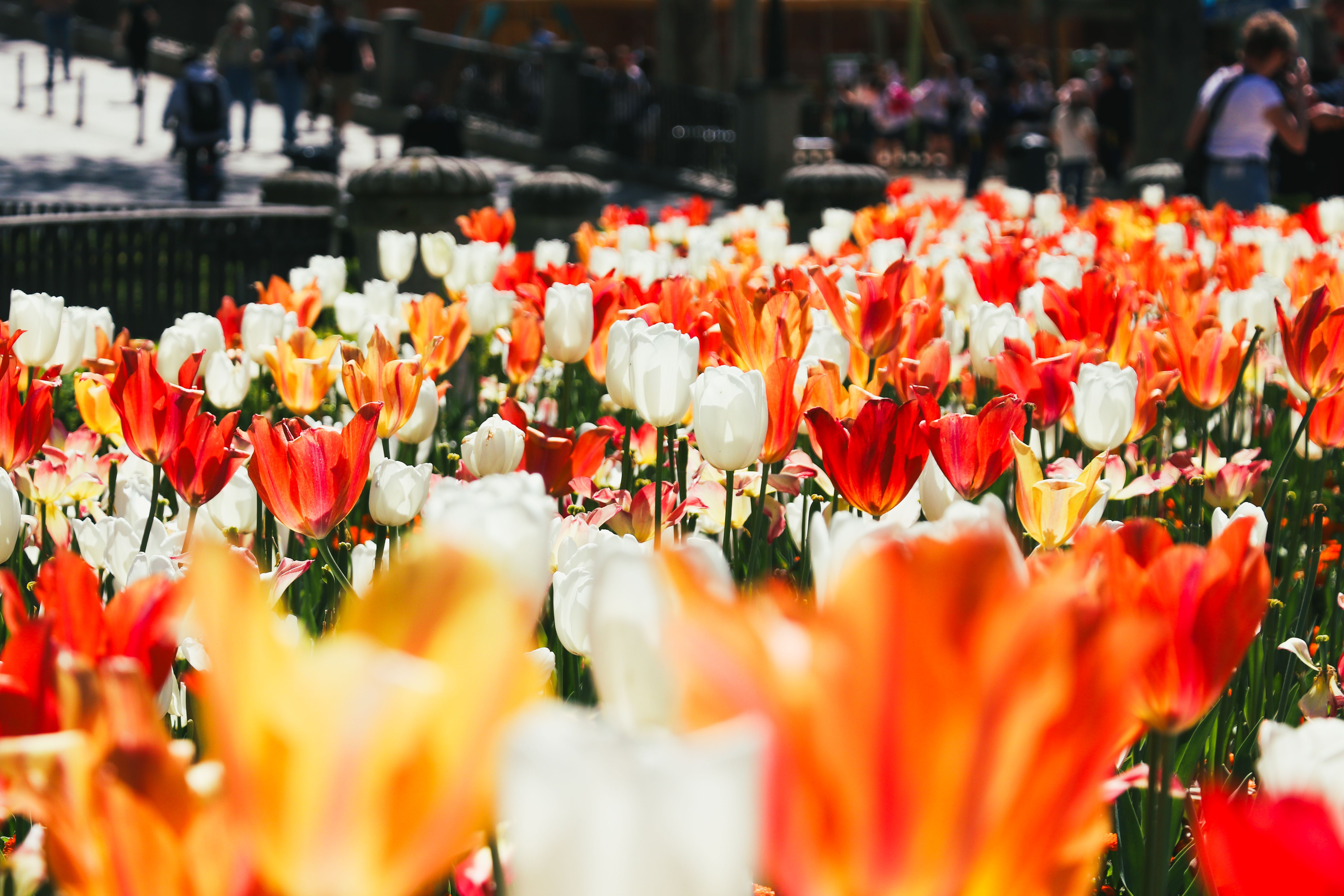 Vibrant Tulips in Bloom During Spring Day · Free Stock Photo