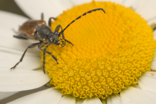 Free Fleckenhörniger Halsbock (Paracorymbia maculicornis) Stock Photo