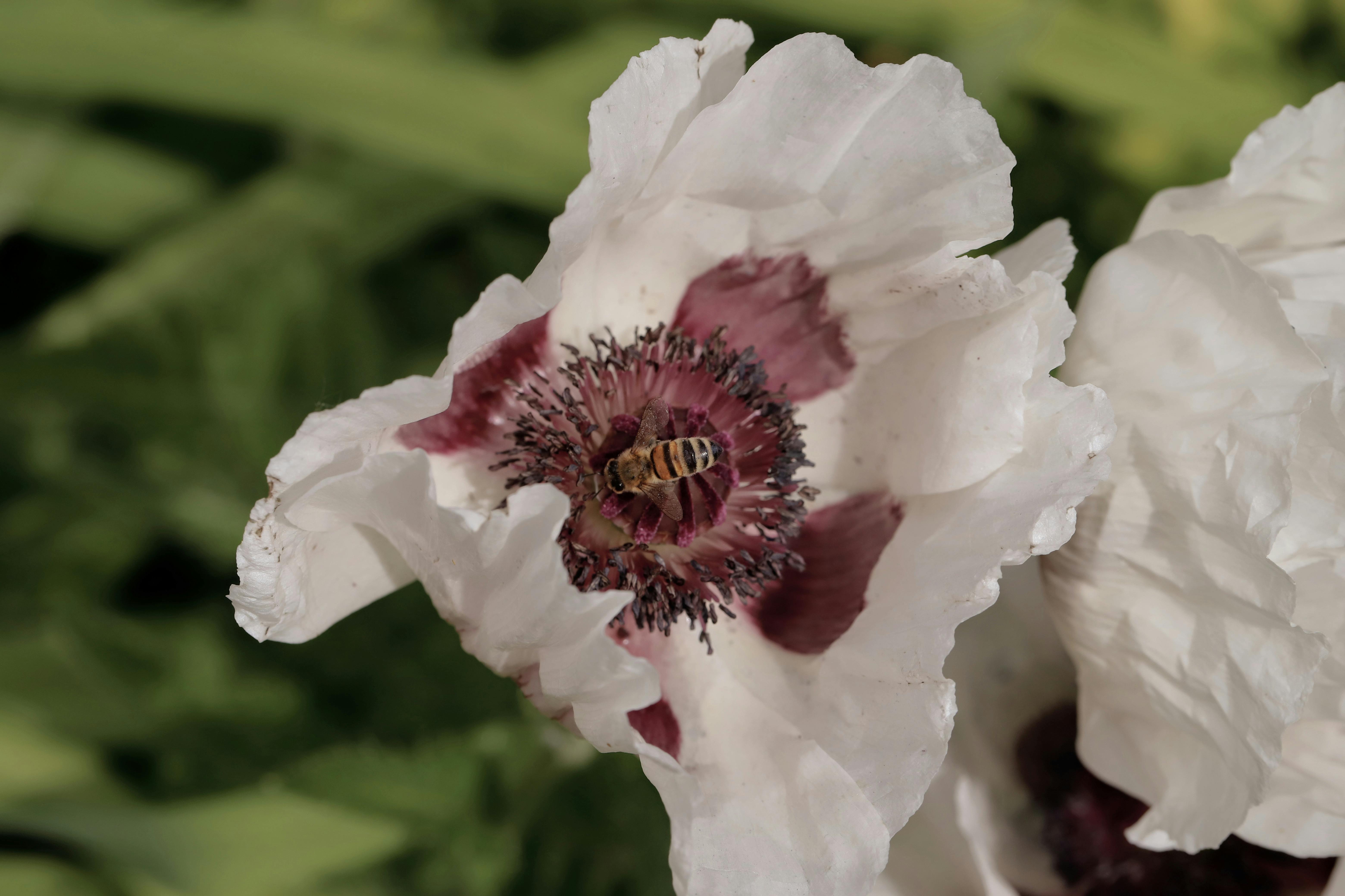Papaver orientale