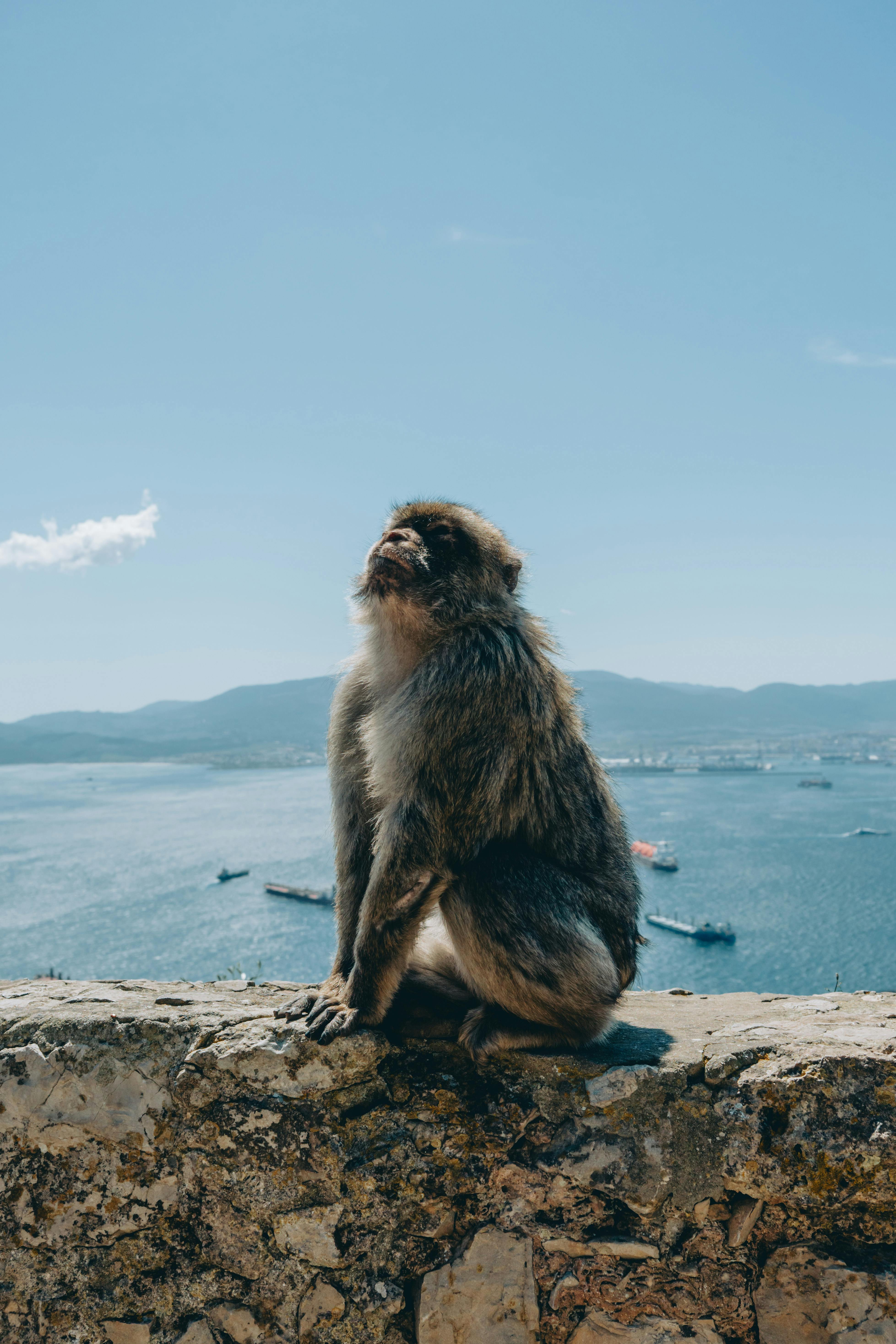 Barbary macaque basking in the sun atop the scenic Rock of Gibraltar.