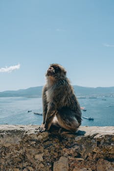 Barbary macaque basking in the sun atop the scenic Rock of Gibraltar.