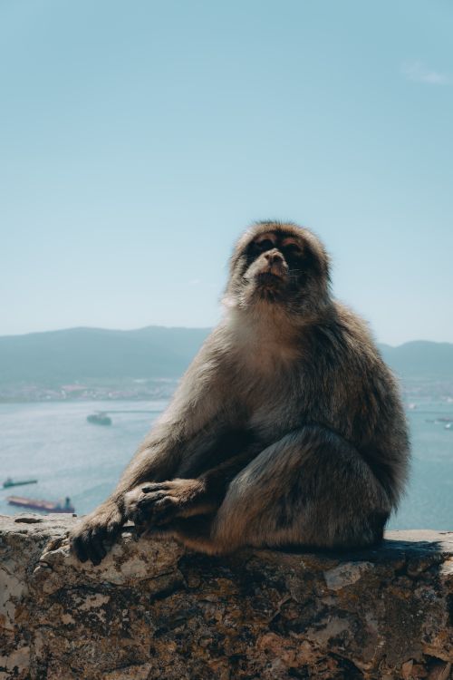 Free A Barbary macaque sitting on a ledge with the scenic Rock of Gibraltar in the background. Stock Photo