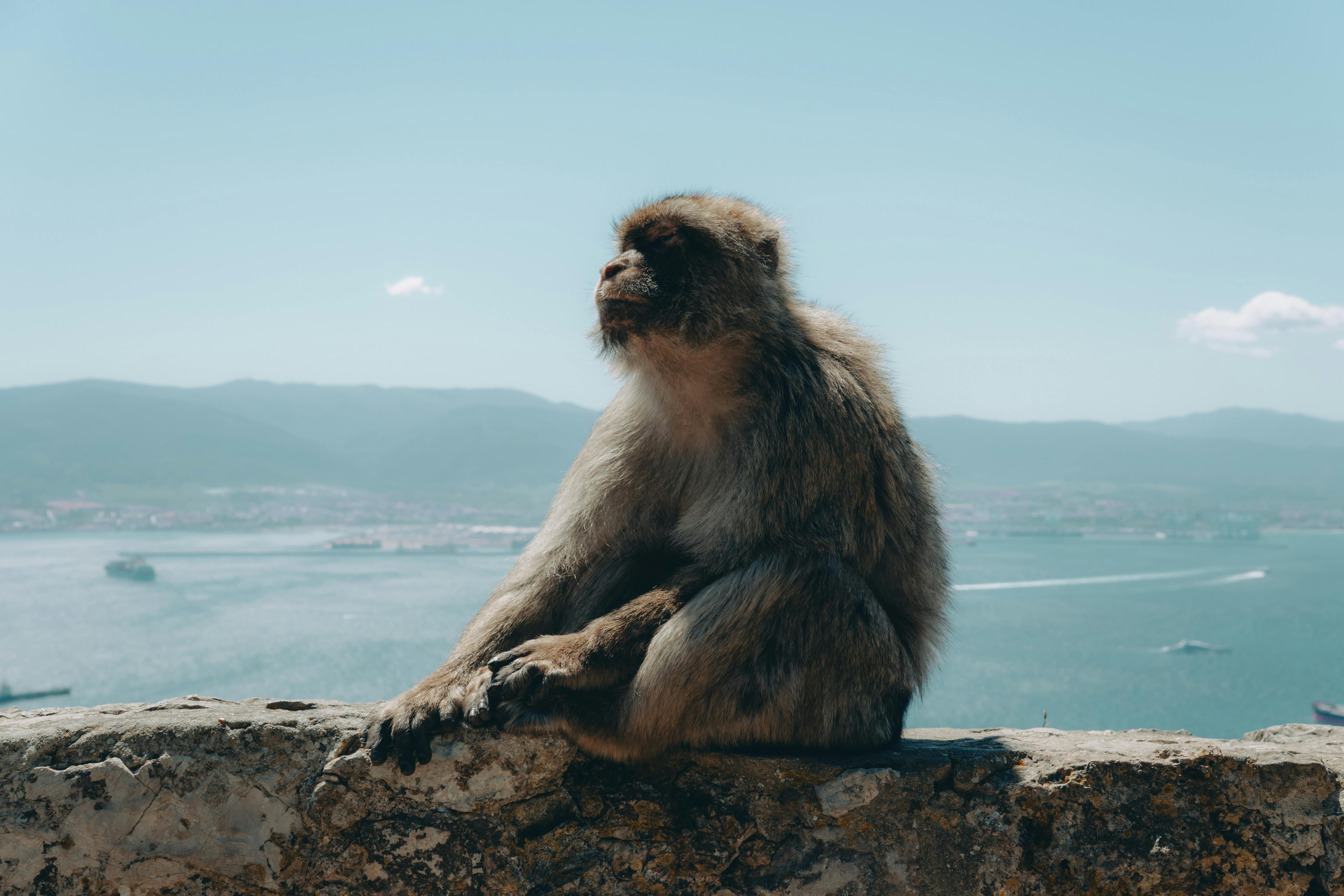 A Barbary macaque sitting on a stone wall with a view of Gibraltar Bay and distant mountains.