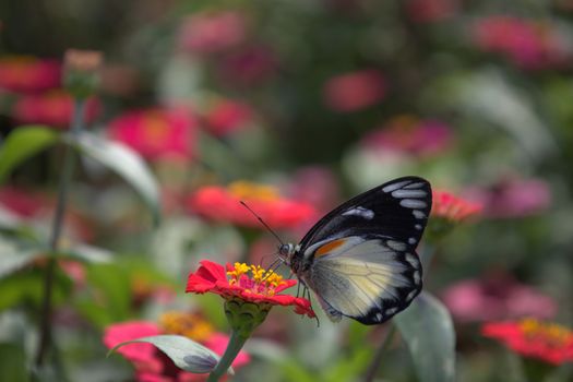 A striking butterfly rests on a vivid red flower in the lush gardens of Lembang, Indonesia.